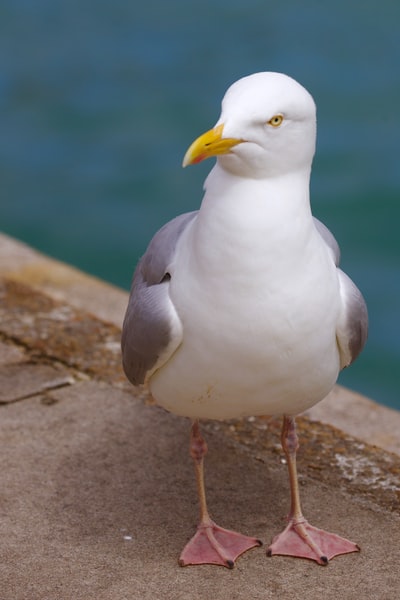 White and grey seagull near the water
